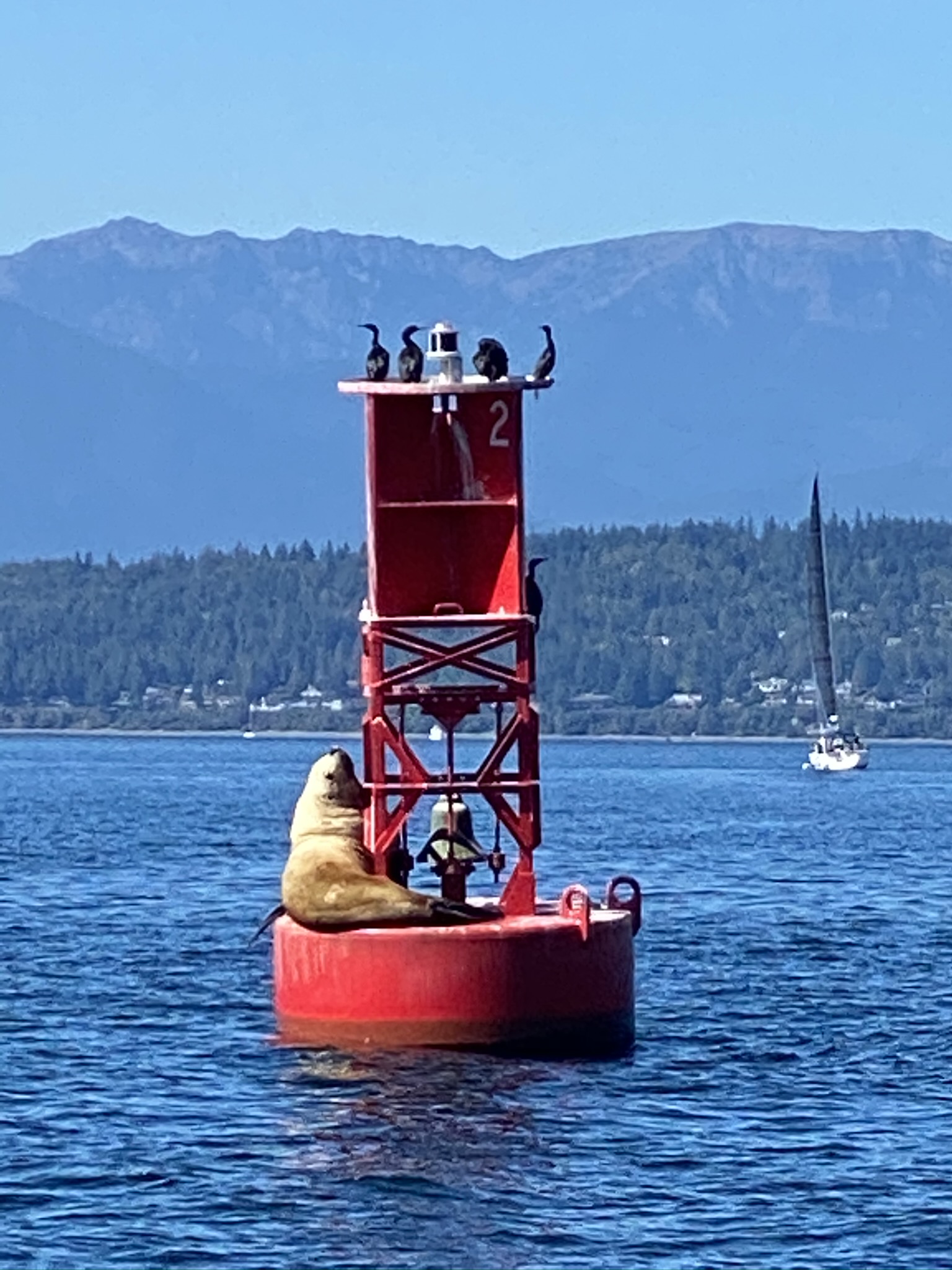 Seal Bouy